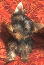 allevamento yorkshire terrier