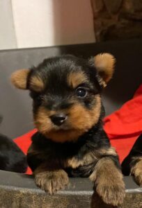 cuccioli yorkshire terrier