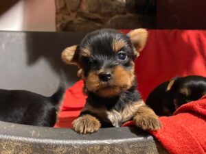 yorkshire cuccioli