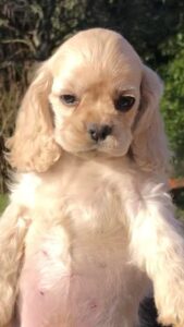 cuccioli cocker americano